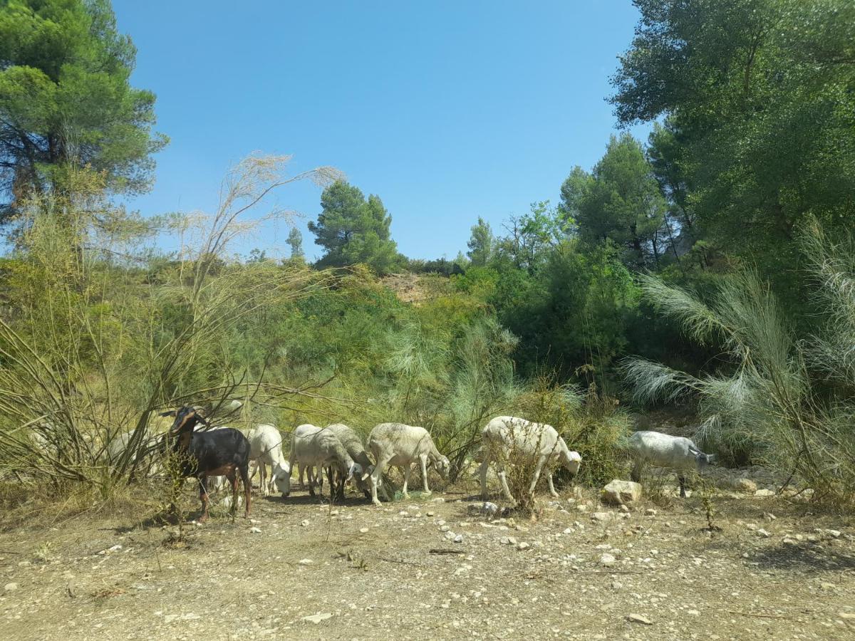 Casa Rural Del Saz Yeste Luaran gambar